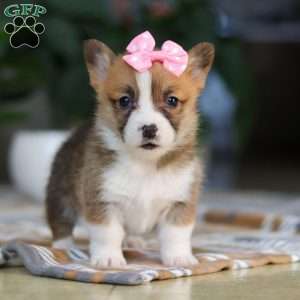 Faith, Pembroke Welsh Corgi Puppy